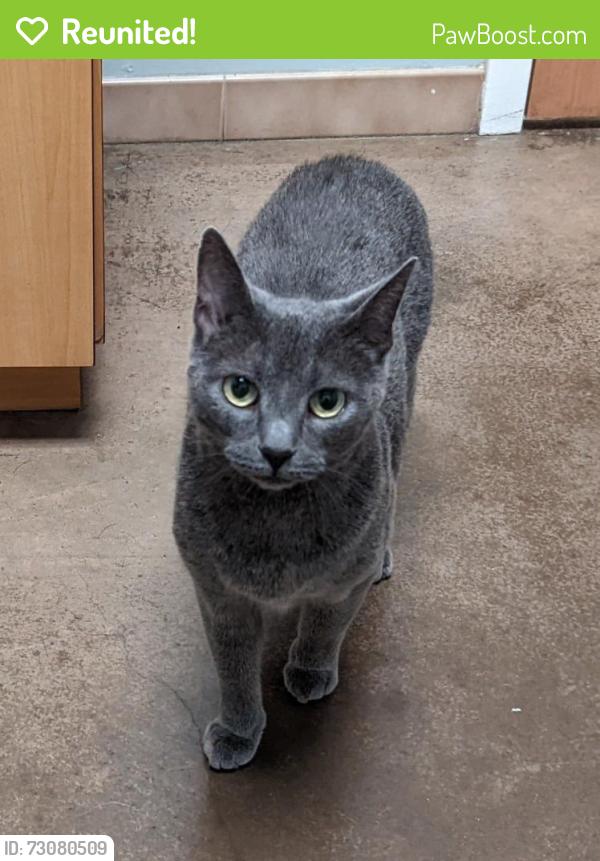 Reunited Female Cat last seen Wilmer Ave and Chamberlayne, Richmond, VA 23227