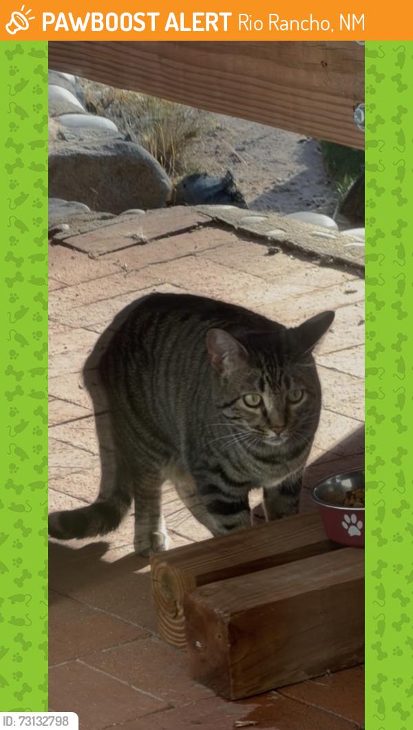 Found/Stray Unknown Cat last seen Arizona Sunset, Spring, Western Hills, Rio Rancho, NM 87124