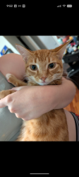 Reunited Male Cat last seen Pellicier Court, Madeline Ave, Southwinds, Port Orange, FL 32129