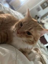 Reunited Female Cat last seen Meadow Dr and Clay School Dr, Ephrata, PA 17522