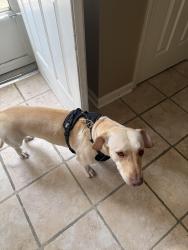 Found/Stray Male Dog last seen Highland Ave not far from Bottega, Birmingham, AL 35224