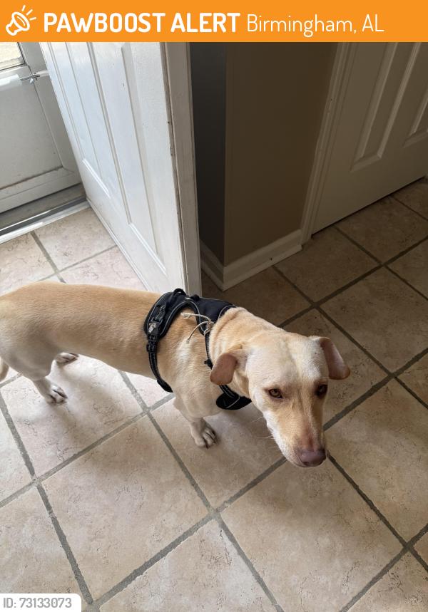 Found/Stray Male Dog last seen Highland Ave not far from Bottega, Birmingham, AL 35224