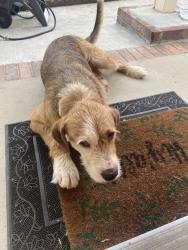Reunited Male Dog last seen Timberidge Dr, Martinez, GA 30907
