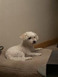 Reunited Male Dog last seen Near Briarwood Ave Fontana, CA 92335 United States, Fontana, CA 92335