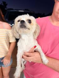 Reunited Female Dog last seen SW 125th St in Rivendell, Oklahoma City, OK 73170