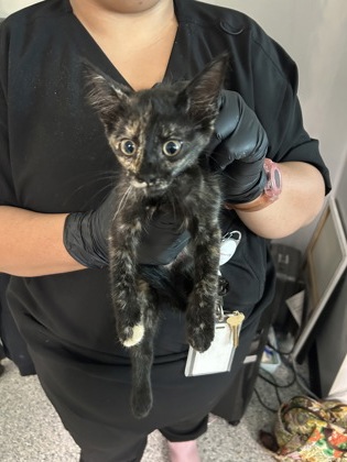 Shelter Stray Female Cat last seen Near Galvan Manor, Zone 5, TX, 8755 Farm to Market 1516, Converse, TX 78109, USA
