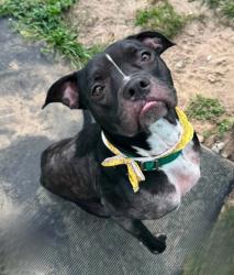 Shelter Stray Female Dog last seen W Eunice Drive, Dunnellon,, 4030 S Airport Rd, Inverness, FL 34450, USA