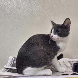 Shelter Stray Male Cat last seen Pebble Creek Pkwy & Spearman Dr, City of College Station, TX, 5359 Leonard Rd, Bryan, TX 77807, USA