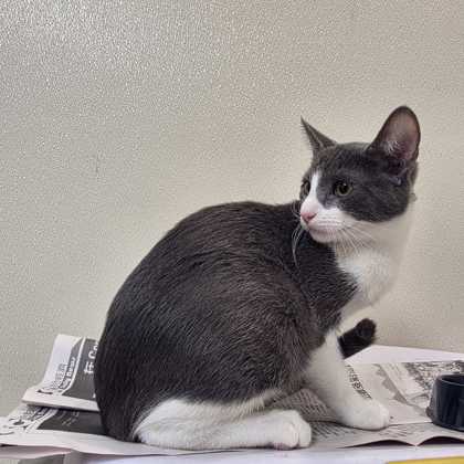 Shelter Stray Male Cat last seen Pebble Creek Pkwy & Spearman Dr, City of College Station, TX, 5359 Leonard Rd, Bryan, TX 77807, USA