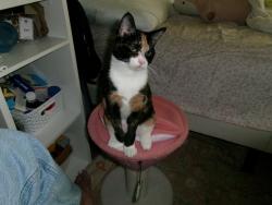 Reunited Female Cat last seen University Pkwy, Park on the Square Apts, Pensacola, FL 32514