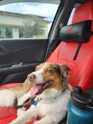 Reunited Male Dog last seen Standiford, Modesto, CA 95350