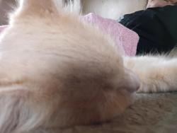 Reunited Male Cat last seen Sandlewood, boxwood, Columbus, OH 43229