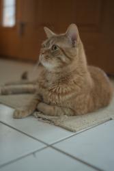 Lost Male Cat last seen Bakewell & Naper, Naperville, IL 60565