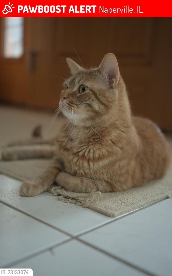 Lost Male Cat last seen Bakewell & Naper, Naperville, IL 60565