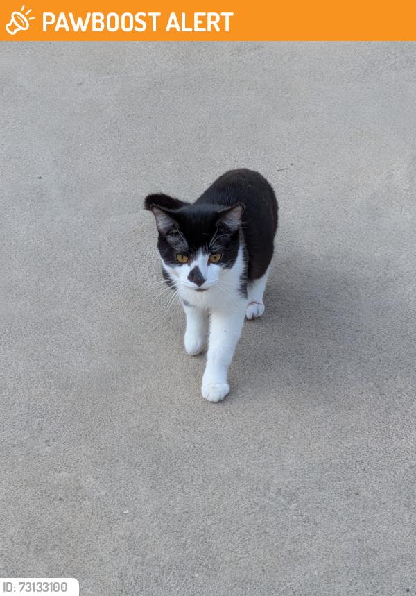 Found/Stray Male Cat last seen Cedar and S Taylor by the Delisle Options Center, Cleveland Heights, OH 44118