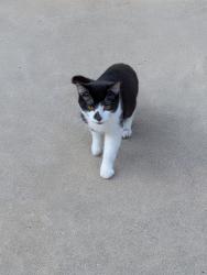 Found/Stray Male Cat last seen Cedar and S Taylor by the Delisle Options Center, Cleveland Heights, OH 44118