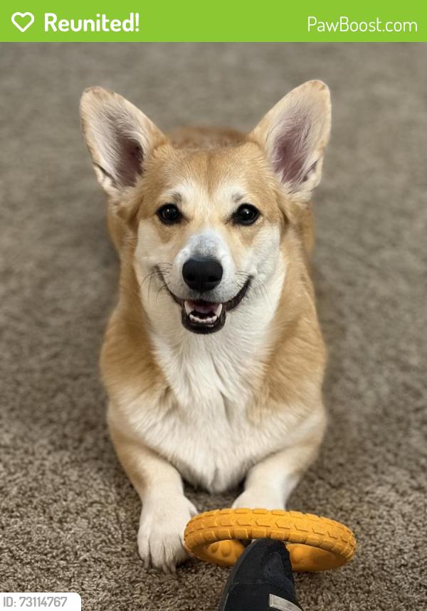 Reunited Female Dog last seen Near Rabbit Hill Rd NW, Edmonton, AB T6R 1J1, Edmonton, AB T6R 1J1