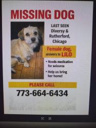 Lost Female Dog last seen Diversey & rutherford, Chicago, IL 60707