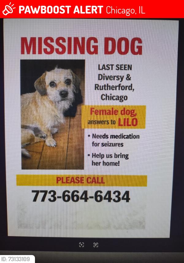 Lost Female Dog last seen Diversey & rutherford, Chicago, IL 60707