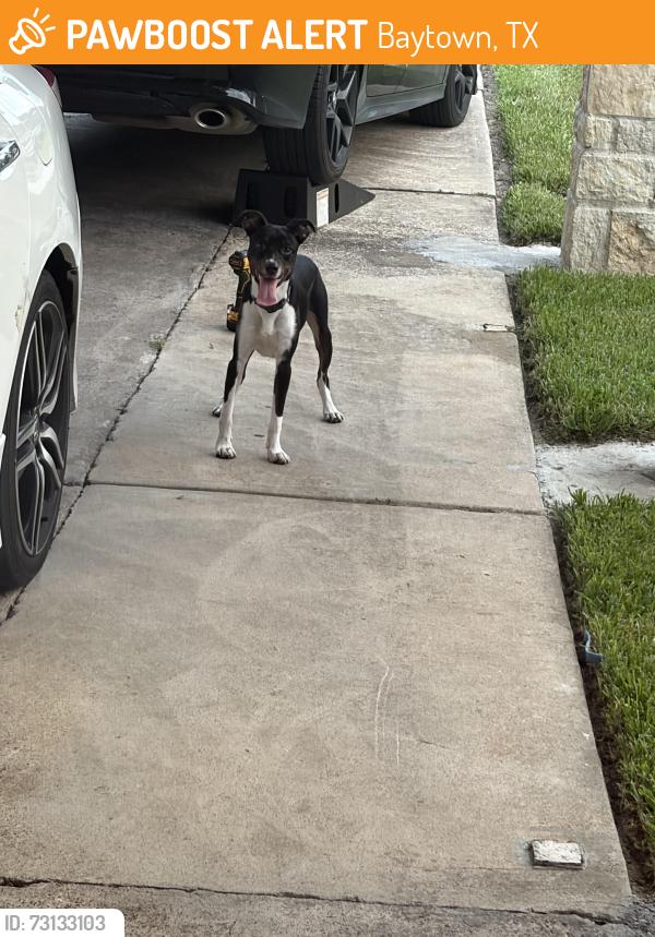 Found/Stray Male Dog last seen Sheridan Dr, Baytown, TX 77520