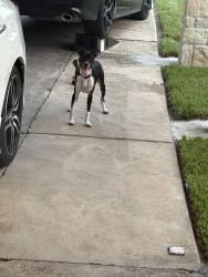 Found/Stray Male Dog last seen Sheridan Dr, Baytown, TX 77520