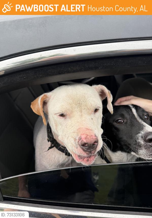 Found/Stray Unknown Dog last seen Amber ct, Houston County, AL 36301