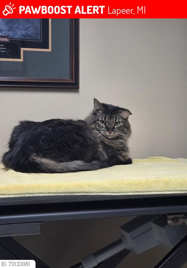 Lost Male Cat last seen M24 and Daley Rd, Lapeer, MI 48446