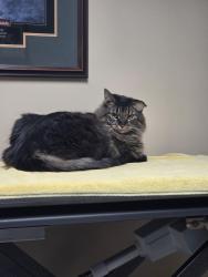 Lost Male Cat last seen M24 and Daley Rd, Lapeer, MI 48446