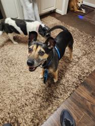 Reunited Male Dog last seen Liberty Hill Rd, Marietta, GA 30066