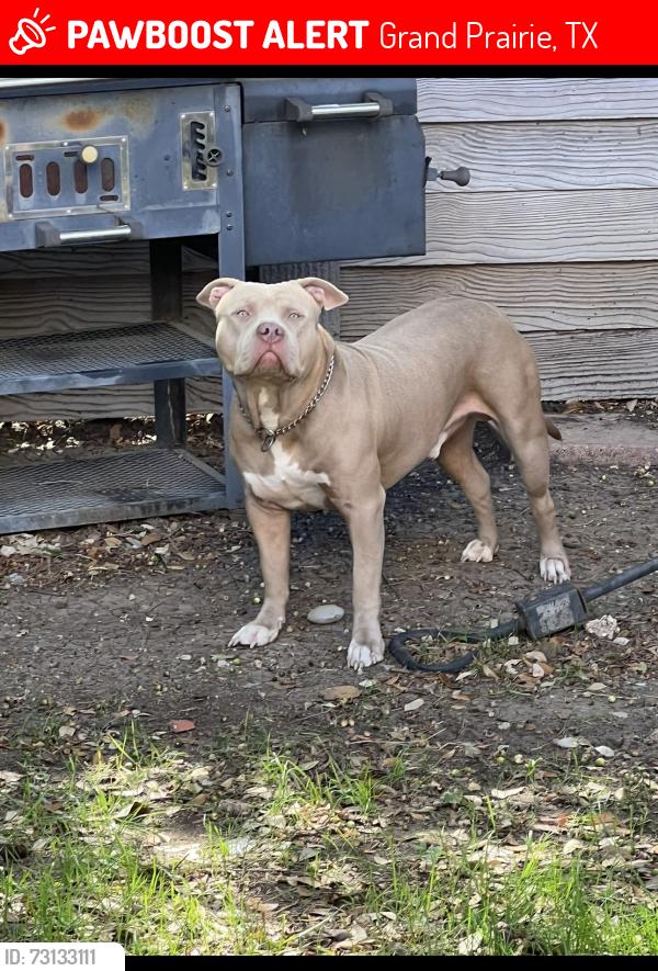 Lost Male Dog last seen Carrier parkway, Grand Prairie, TX 75052