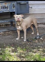 Lost Male Dog last seen Carrier parkway, Grand Prairie, TX 75052