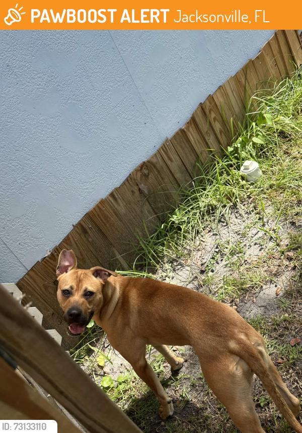 Found/Stray Female Dog last seen Wacko's, Jacksonville, FL 32207