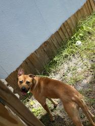Found/Stray Female Dog last seen Wacko's, Jacksonville, FL 32207