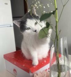Reunited Female Cat last seen Near 10e avenue, Montréal, QC H1Y 2G6