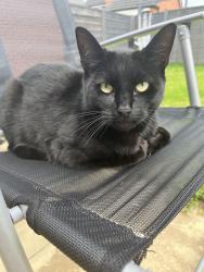 Lost Female Cat last seen Parker’s road, Cheshire East, England CW1 4FY