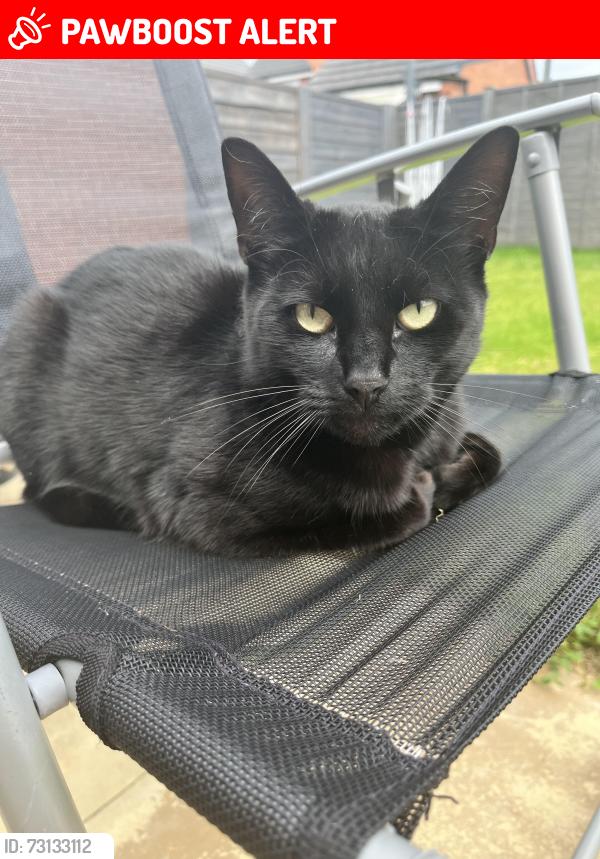 Lost Female Cat last seen Parker’s road, Cheshire East, England CW1 4FY