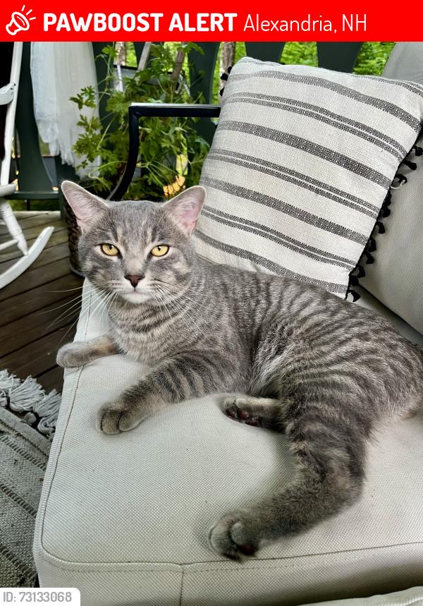 Lost Male Cat last seen Adams Rd, Alexandria, NH 03222