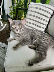 Lost Male Cat last seen Adams Rd, Alexandria, NH 03222