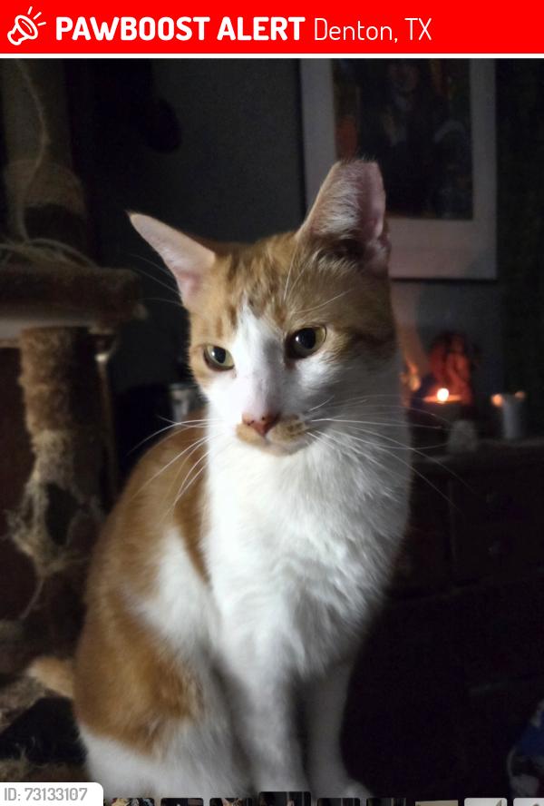 Lost Male Cat last seen Where Cruise St. runs into Comer St, Denton, TX 76207