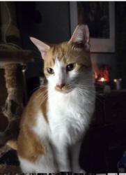 Lost Male Cat last seen Where Cruise St. runs into Comer St, Denton, TX 76207