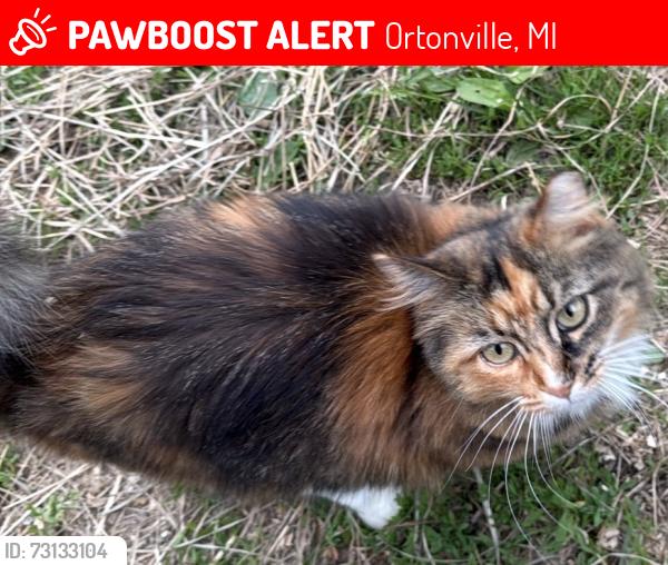 Lost Female Cat last seen Baldwin/Oakwood/Thorntree/Davison Lake road, Ortonville, MI 48462