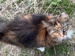Lost Female Cat last seen Baldwin/Oakwood/Thorntree/Davison Lake road, Ortonville, MI 48462