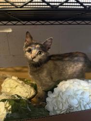 Lost Female Cat last seen autozone, Parma, OH 44134