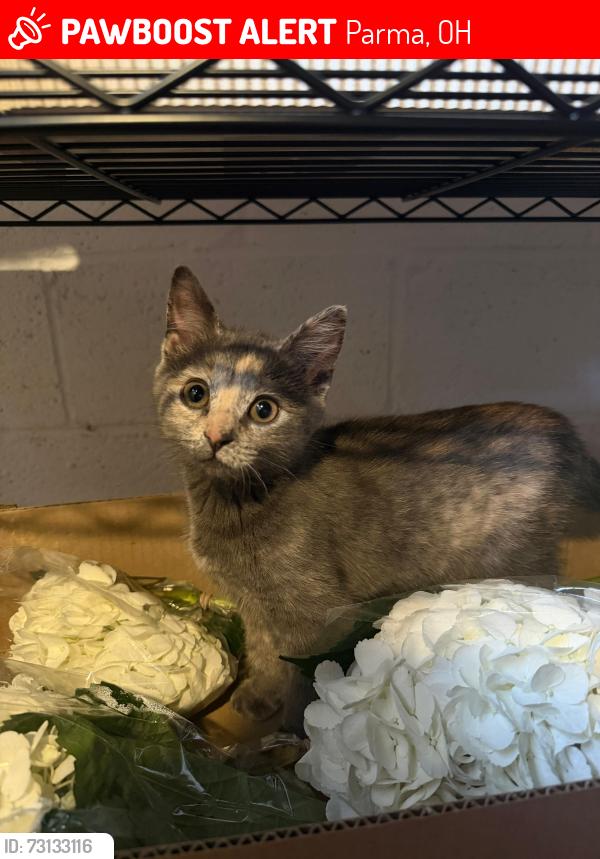 Lost Female Cat last seen autozone, Parma, OH 44134