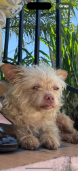 Lost Female Dog last seen Beach st and Nadeau st, Los Angeles, CA 90001