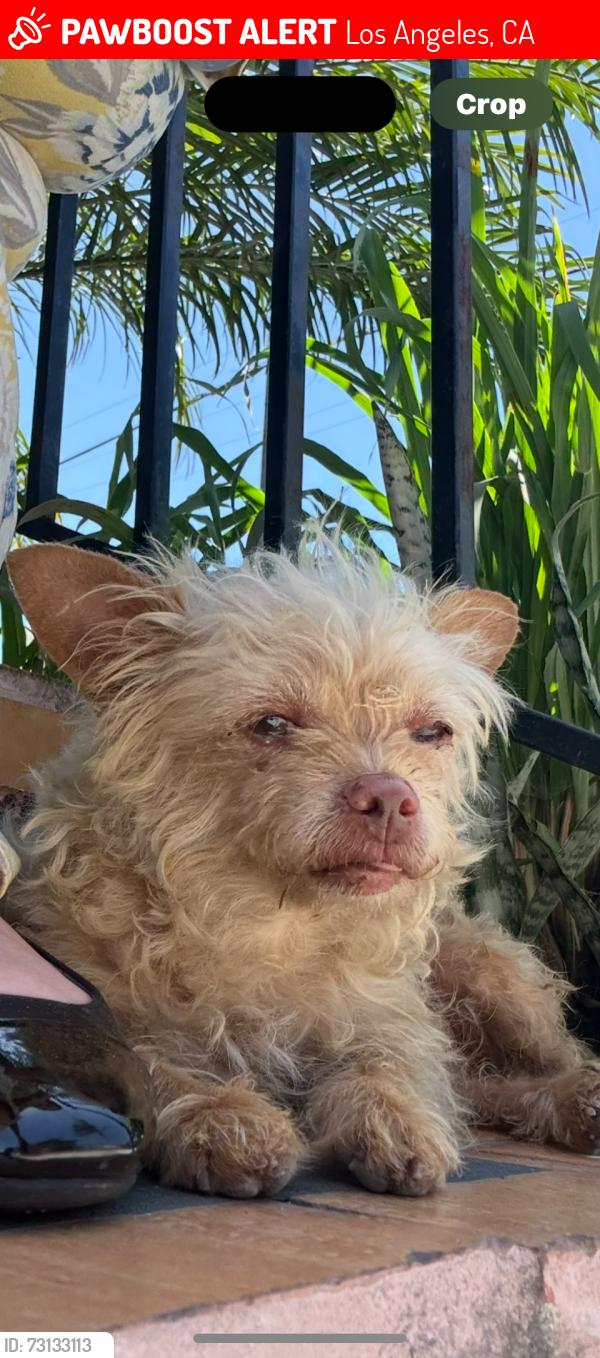 Lost Female Dog last seen Beach st and Nadeau st, Los Angeles, CA 90001