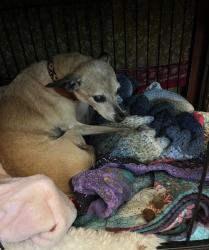 Lost Female Dog last seen around the corner from milwaukie high, Milwaukie, OR 97222