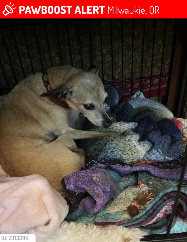 Lost Female Dog last seen around the corner from milwaukie high, Milwaukie, OR 97222