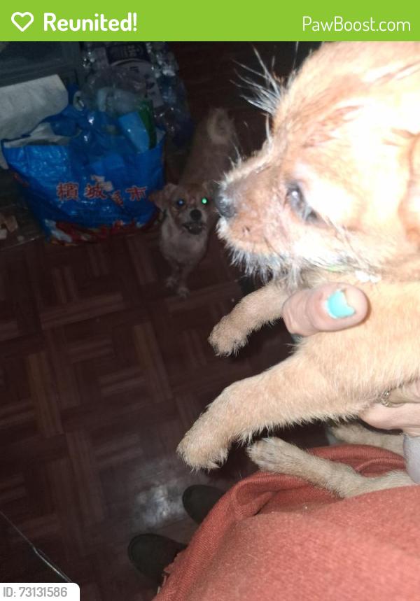 Reunited Female Dog last seen Snyder Ave Smith playground 23rd st 24th and 25th street, Philadelphia, PA 19145