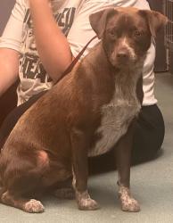 Shelter Stray Male Dog last seen Rock Quarry Road, RALEIGH, NC, 27610, 820 Beacon Lake Dr, Raleigh, NC 27610, USA